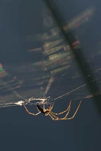 A Spider Example-little-spider-2.jpg