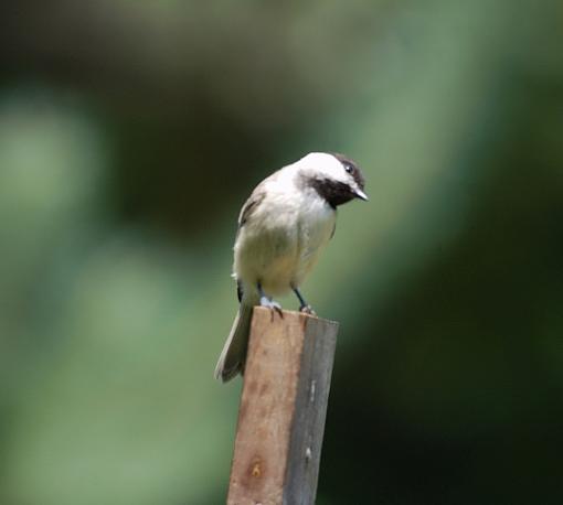 Backyard birds-chickadee_1.jpg