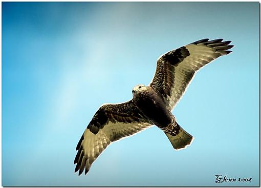 Fall 06 Bird ID Thread-buse-pattue-rough-legged-hawk-2.jpg