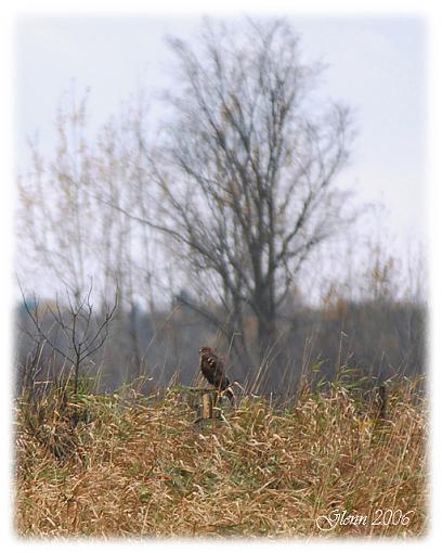 Fall 06 Bird ID Thread-no-id.jpg