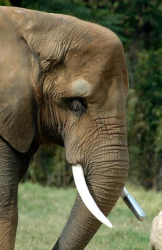 Zoo Portraits-dsc_6371-3-640.jpg