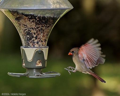 Backyard Feeder Antics-10-21-06-cardinal.jpg