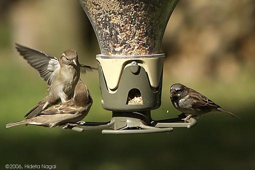 Backyard Feeder Antics-10-21-06-sparrow-antics-1.jpg