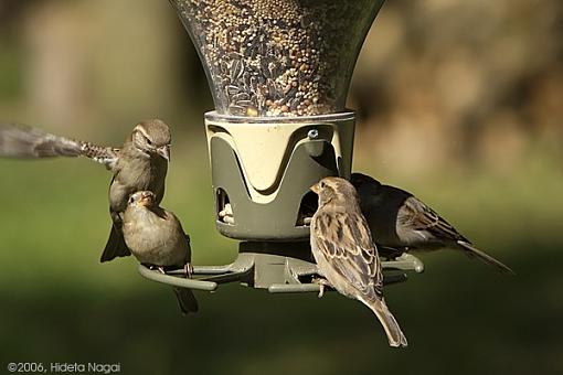 Backyard Feeder Antics-10-21-06-sparrow-antics-2.jpg