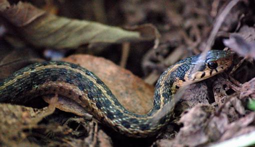 A few turtles and snakes......-garter-snake_1.jpg