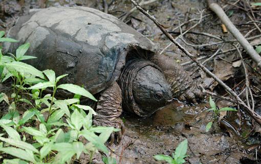 A few turtles and snakes......-snapping-turtle.jpg