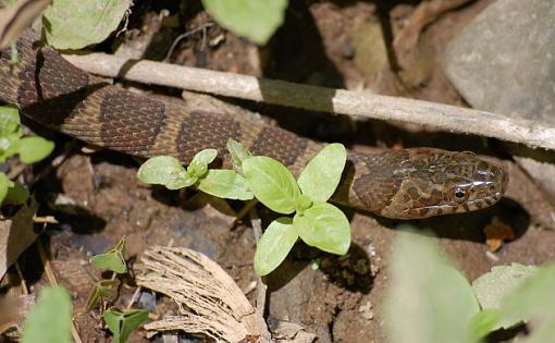 A few turtles and snakes......-water-snake_1.jpg