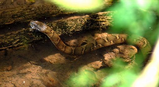 A few turtles and snakes......-water-snake_2.jpg