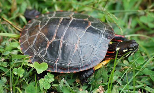 A few turtles and snakes......-painted-turtle.jpg