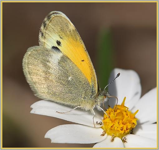 Dwarf Yellow Butterflies - Smallest in Family!!!-dwarf_yellow1_640.jpg