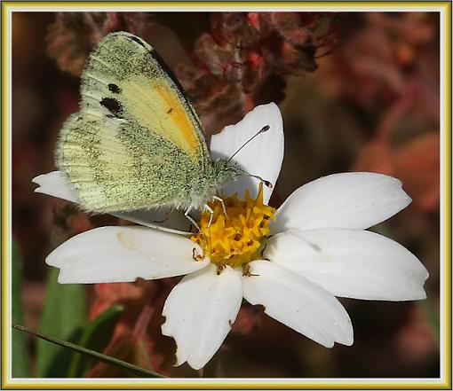 Dwarf Yellow Butterflies - Smallest in Family!!!-dwarf_yellow2_640.jpg