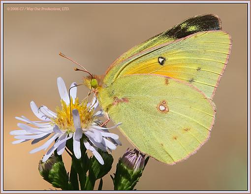 Orange Sulphur &quot;Alfalfa&quot; Butterfly-img_1037_or_sulphur_640.jpg