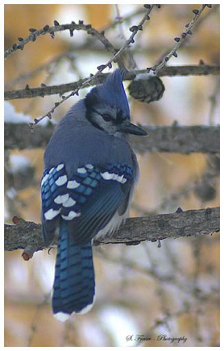 Some from today...-bluejay.jpg