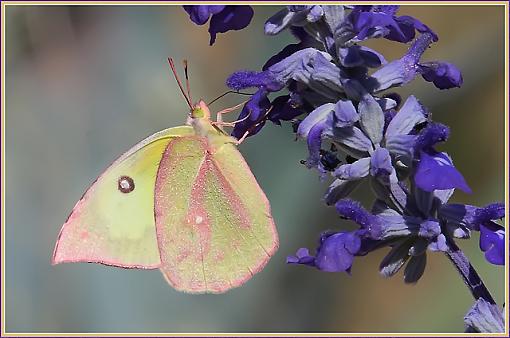 Southern Dogface Butterfly-img_1251_dogface_640.jpg