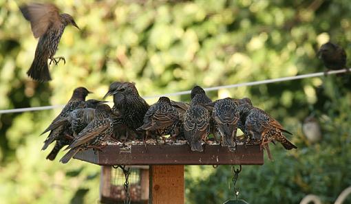 Starling invasion!-forum-3.jpg