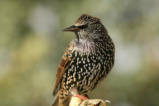 Starling invasion!-forum-4.jpg