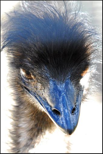 Fall 06 Bird ID Thread-emu.jpg