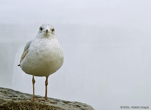 On the way home.-niagara-gull-2.jpg