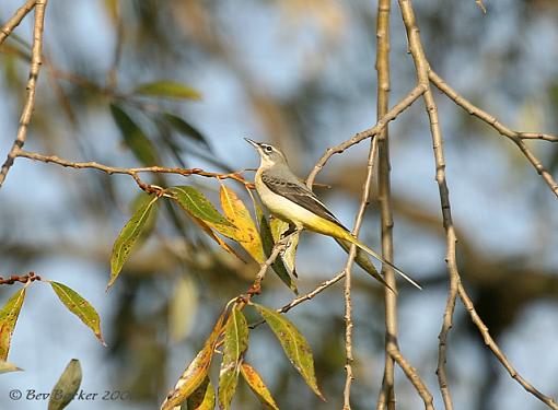 The Grey Wagtail-grey-wagtail-1-copy.jpg