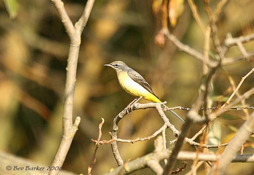 The Grey Wagtail-wagtail-copy-cr.jpg