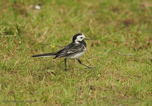 The Grey Wagtail-forum.jpg