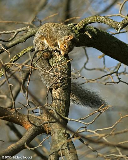 Sleepy Time-sleepy-squirrel-1.jpg