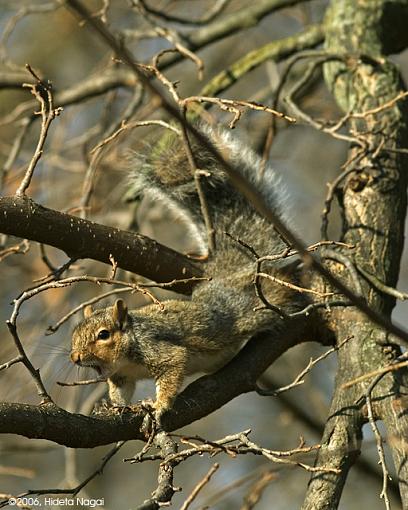 Sleepy Time-sleepy-squirrel-2.jpg