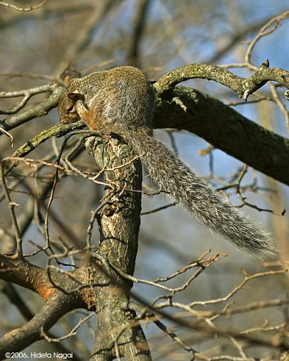 Sleepy Time-sleepy-squirrel-3.jpg