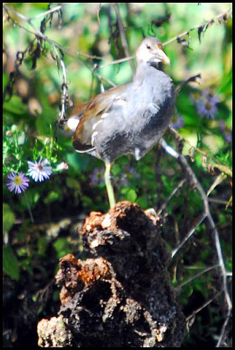 Fall 06 Bird ID Thread-unk.jpg