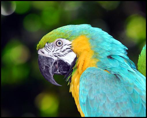 Fall 06 Bird ID Thread-macaw.jpg