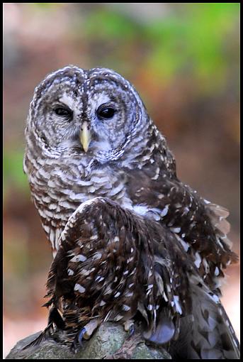 Fall 06 Bird ID Thread-owl.jpg