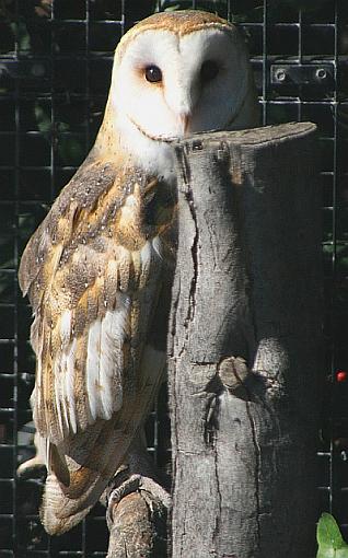 Chula Vista Nature Center-8739.jpg