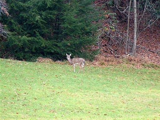 Deer at the Park-twin-falls-deer-custom-.jpg