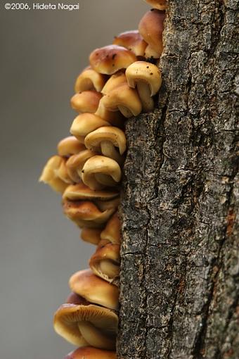 Sexy Mushrooms-mushrooms-4.jpg