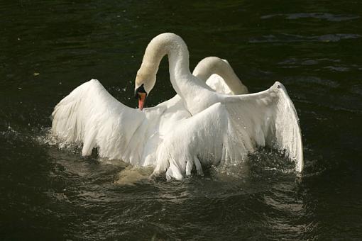 Swan Fight-forum-1.jpg