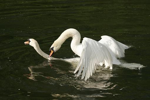 Swan Fight-forum-2.jpg