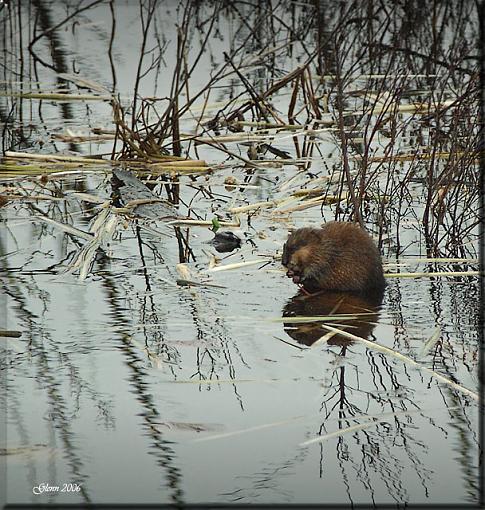 Not a Beaver-muskrat.jpg