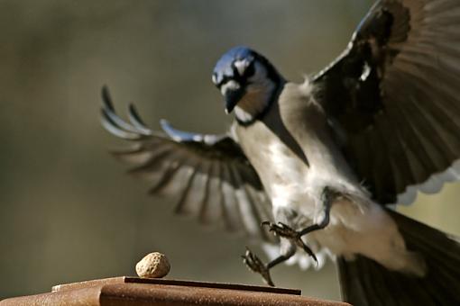 Baited Bluejays-bluejay-1.jpg