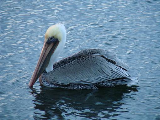 A Pelican-dsc00905.jpg