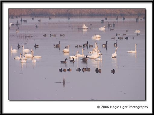 Late Fall 06 Bird ID Thread-crw_9653.jpg