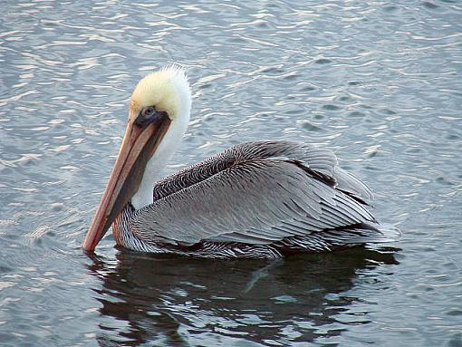 A Pelican-dsc00905e.jpg