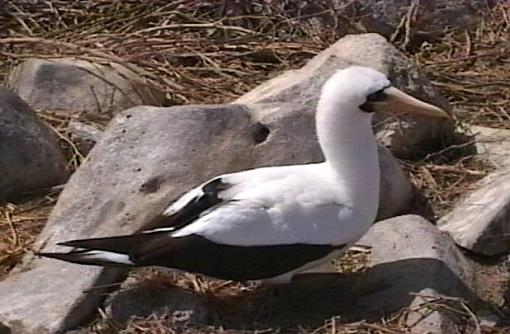 Eagle and Frigate Bird of the Galapagos Islands, Ecuador-eghimasked.jpg