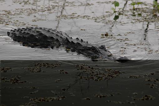 Alligator - Need HELP, 1/2 messed up...-paynes-praire-7-2-2005-pix-268.jpg