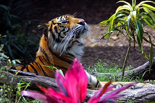 Lowry Zoo Tampa FL-tiger.jpg