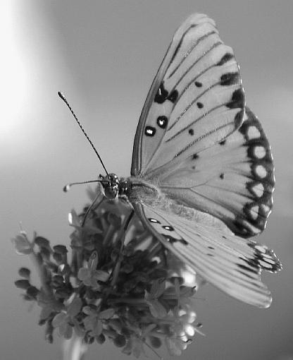 The Fall Visitor in B/W-short-hairs-bw.jpg