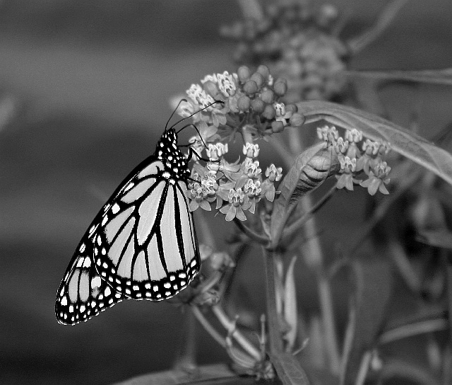 Monarch In B/w