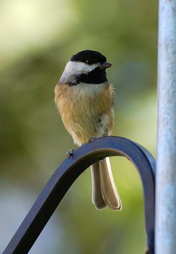 Some random backyard birds-chickadee.jpg