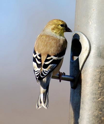 Some random backyard birds-goldfinch2.jpg