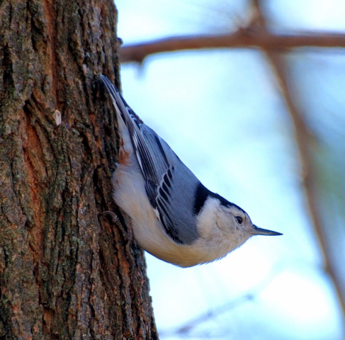 Name:  Nuthatch2.JPG
Views: 113
Size:  191.5 KB