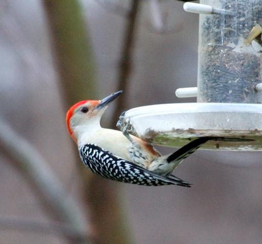 Some random backyard birds-red-bellied-woodpecker1.jpg